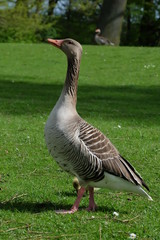 goose on green grass