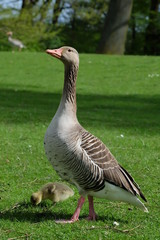 goose on green grass