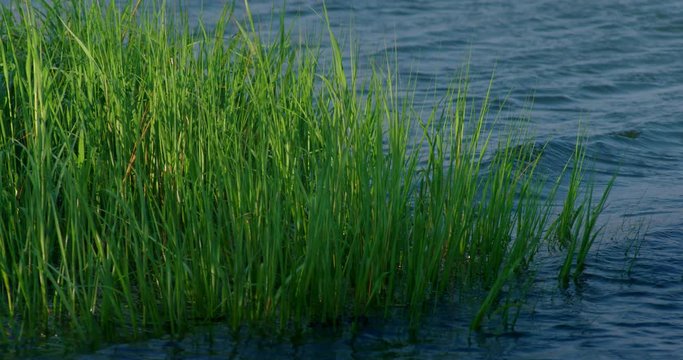 Tall green grass in wetlands marsh waving slowly in the breeze with water in background. Slow motion.