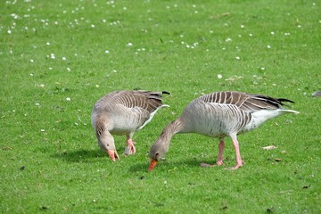 goose eating greengrass