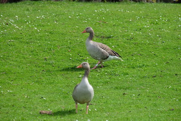 birds on the grass