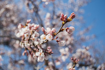 Detalle de Cherry blossom en Washington DC USA