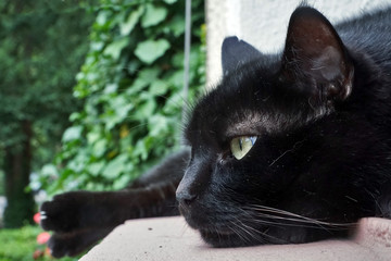 Schwarze Katze in entspannter Haltung liegend