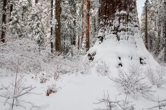 Giant Sequoia And Fresh Snow