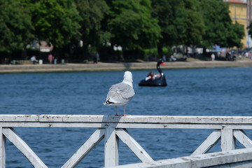Obraz premium seagull standing by the lake