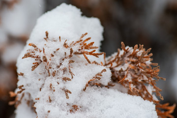 Closeup of frozen dried plants covered with snow during the winter.