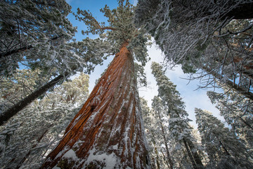 Tall Sequoias in Winter