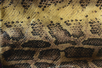 Genuine snake skin top view