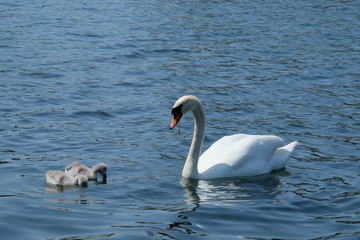 Obraz premium swans on the lake