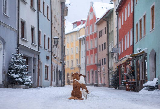 two dogs hug each other and look at the street of a small town. Pet in the city, walk, trip. Nova Scotia Duck Tolling Retriever and a Jack Russell Terrier