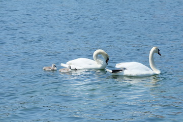 swans on the lake