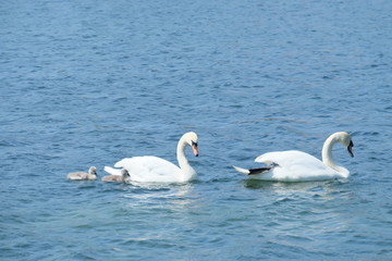swans on the lake