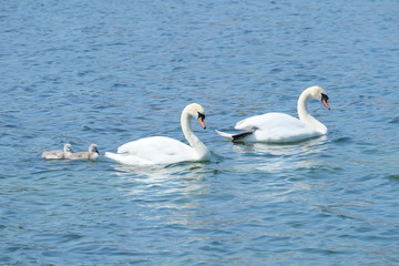 swans on the lake