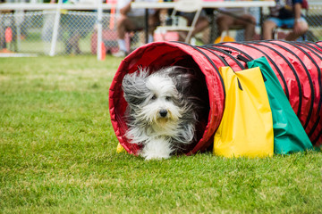 Bearded collie in agility competition