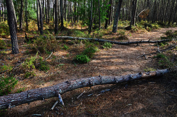 Fototapeta premium Two fallen trees in the forest of the Natural Park Southwest Ale