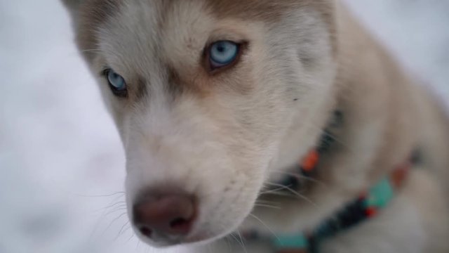 Dog siberian husky on winter background. FullHD high detailed footage. Shot on sony A7iii camera.