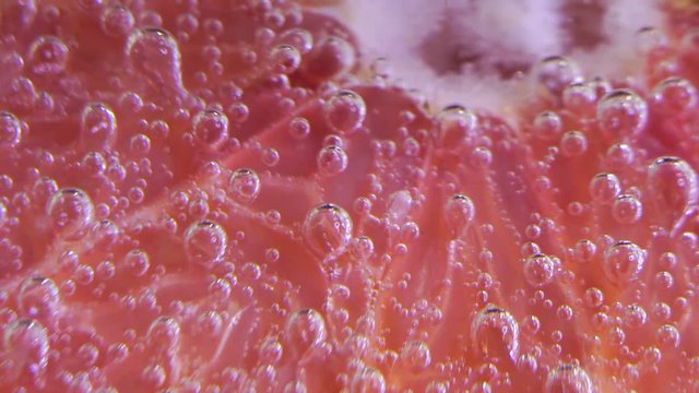 grapefruit in water