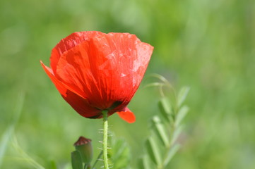 Amapola de campo