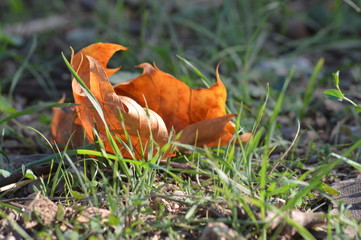 Hoja de otoño