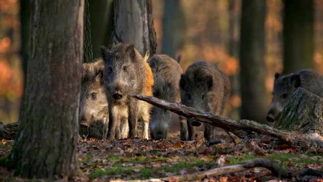 Wild boar (Sus scrofa) mother with children