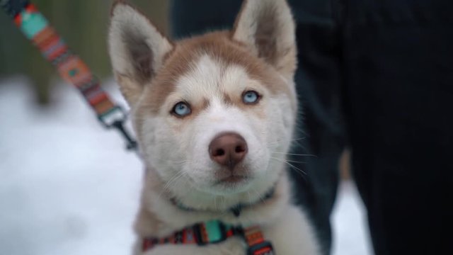Dog siberian husky on winter background. FullHD high detailed footage. Shot on sony A7iii camera.