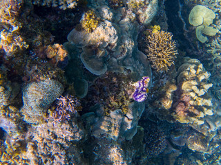Plakat Sea slug in coral reef. Tropical seashore underwater photo. Coral reef animal in wild nature. Sea bottom landscape