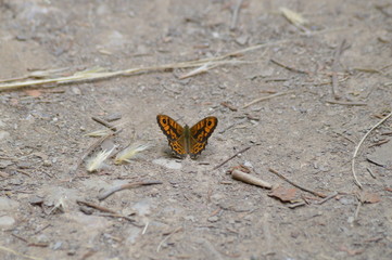 Mariposa con alas desplegadas