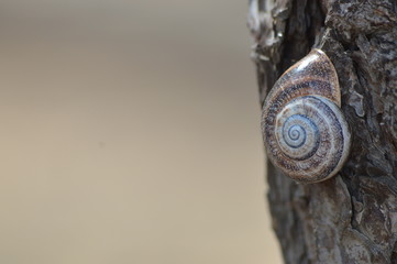 Caracol en árbol