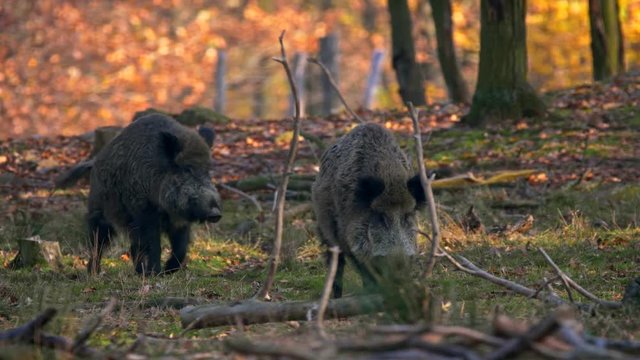Wild boar (Sus scrofa) big males