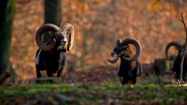 Mouflon (Ovis orientalis musimon) in autumn forest