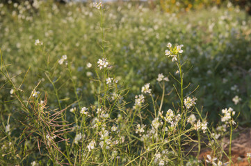Fototapeta premium Several wild plants of the Diplotaxis erucoides type