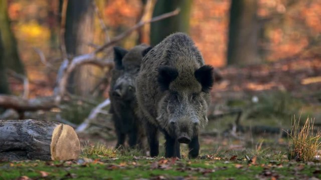 Wild boar (Sus scrofa) big males