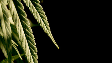 Cannabis Leaf Marijuana Weed Macro Background