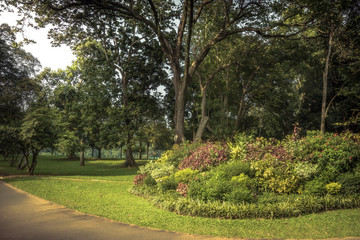 Fototapeta na wymiar Lush Garden scenery with landscape design in Royal Botanic Garden Peradeniya in Sri Lanka nearby Kandy surroundings 