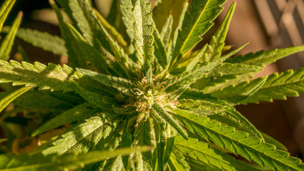 Cannabis Weed Critical + 2.0 Marijuana Bud Macro In garden 