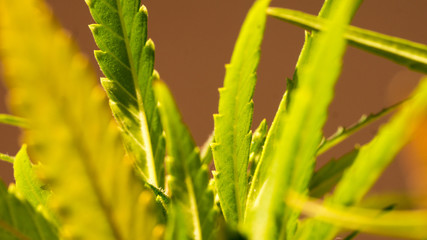 Cannabis Leaf Marijuana Weed Macro Background