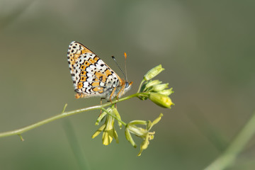 Nymphalidae / Benekli Büyük İparhan / / Melitaea phoebe