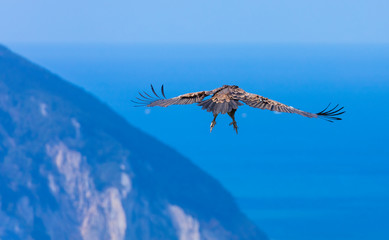 BUITRE LEONADO - GRIFFON VULTURE (Gyps fulvus)