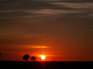 Romantic orange sky at the sunset with few clouds and chemtrails in the dehesa and tree silhouette