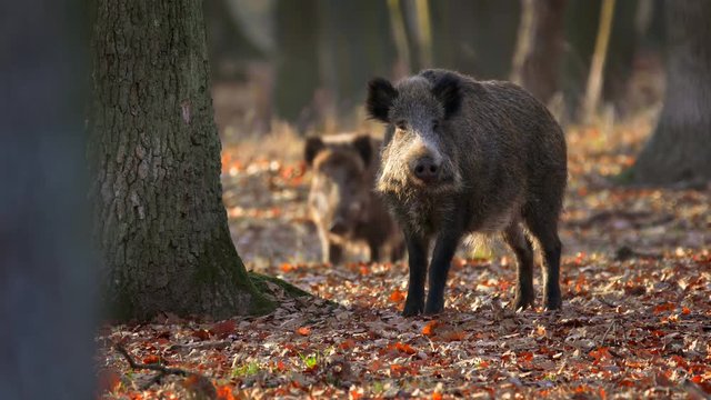 Wild boar mother with children
