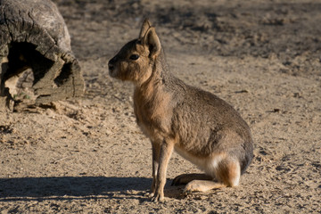 Mara o Liebre de la Patagonia