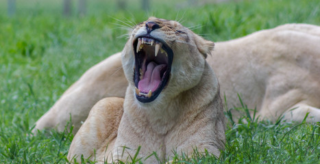 Female lion yawning