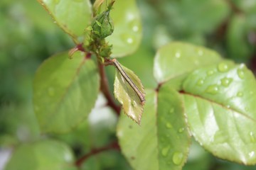Raupe auf einem Rosenblatt