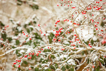 Red Berries Covered in Snow
