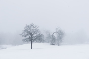 Trees in moody foggy winter landsacpe