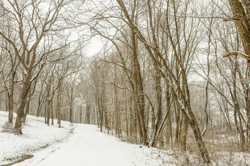 Snow Covered Landscape with Trees and Road Background