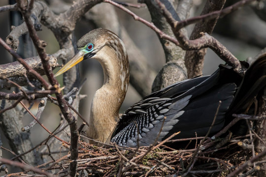 Anhinga (ANHINGA Anhinga)on Nest