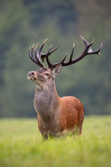 Big red deer, cervus elaphus, stag standing proudly. King of forest with strong antlers. Dominant...