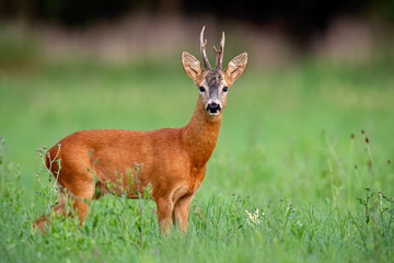 Naklejka na ściany i meble Roe deer buck in summer. Mammal, capreolus capreolus, on green meadow with blurred background. Male wild animal in nature. Wildlife scenery.