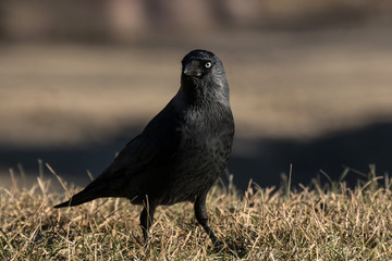El zanate parece un cuervo con ojos azules